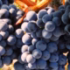 Vand struguri de vin, albi si negri, productie ecologica 3 RON/kg